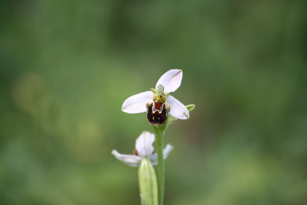 Ophrys apifera